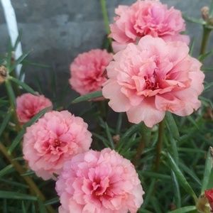 Meet your Posher, Oliveria